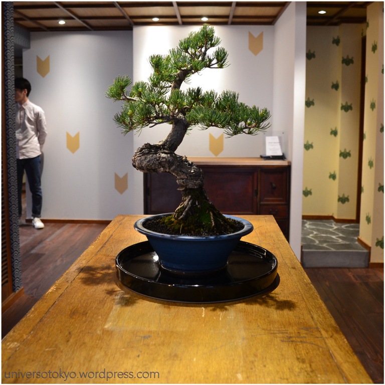 Pine bonsai in a shallow blue pot on a wooden table in Café Kitsuné in 2013.