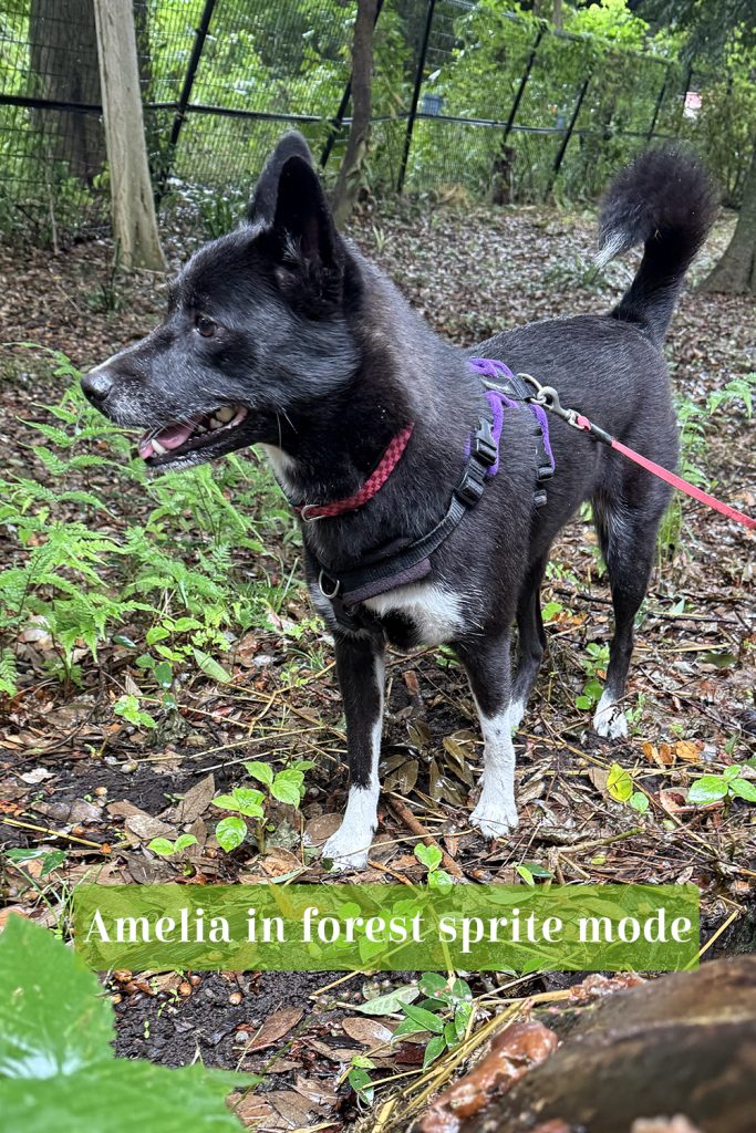 A black and white Shiba-mix dog wearing a pink collar and Perfect Fit purple harness stands alert on a leaf-covered path in a wooded park in Tokyo. Wet ground and ferns create a forest atmosphere.